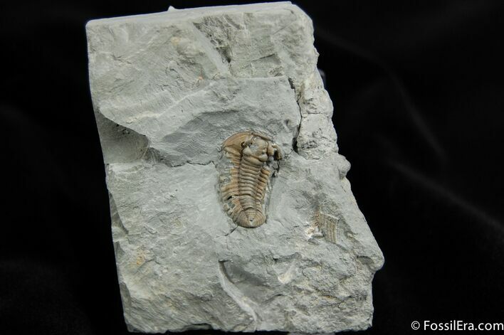 One Inch Flexicalymene Trilobite #229